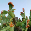 Opuntia ficus-indica (fico d’india)