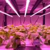 Particolari della Vertical farm presso il Centro ENEA Casaccia