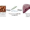 graphical abstract