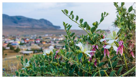 cappero igp Pantelleria - cimice Bagrada hilaris