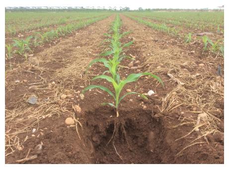 Oltre il campo: un approccio multidisciplinare al sistema agroalimentare