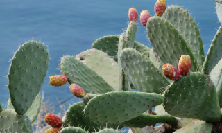 progressive out of season harvests of opuntia_ficus-indica