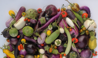 ENEA svela geni e caratteri completi della melanzana